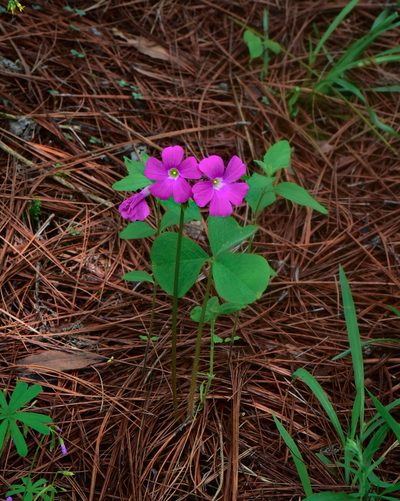 Oxalis macrocarpa, photographed by Alan Rockefeller