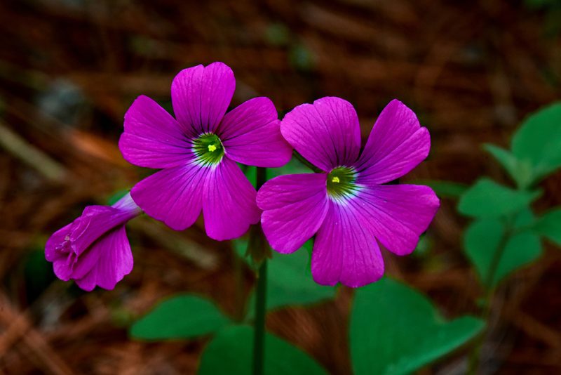 Oxalis macrocarpa, photographed by Alan Rockefeller