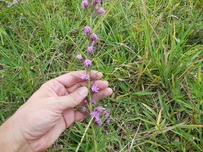 Liatris bracteata, photographed by Sam Kieschnick