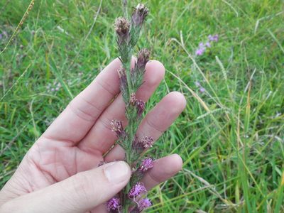 Liatris bracteata, photographed by Sam Kieschnick