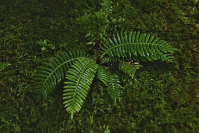 Spicantopsis niponica, photographed by Yi CHEN