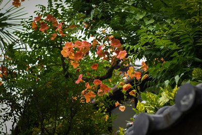 Campsis grandiflora, photographed by Yi CHEN