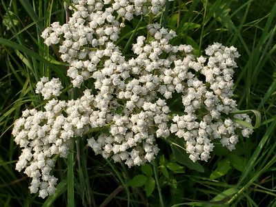 Parthenium integrifolium, photographed by Craig Martin