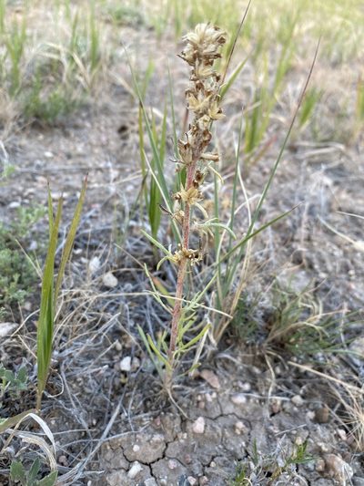 Ipomopsis spicata, photographed by Matt Berger