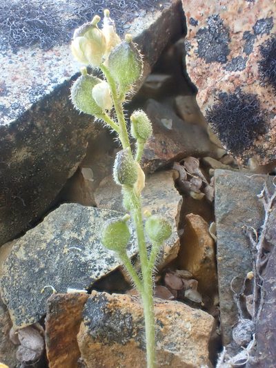 Draba novolympica, photographed by Trevor Van Loon