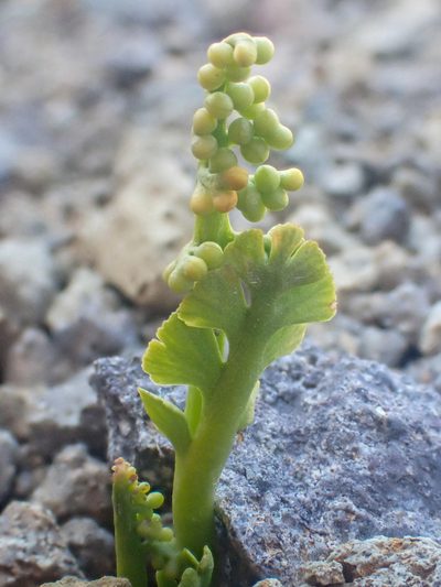 Botrychium neolunaria, photographed by Trevor Van Loon