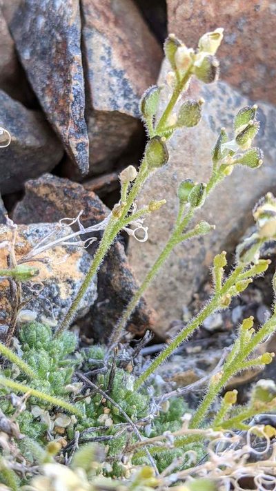 Draba novolympica, photographed by Trevor Van Loon