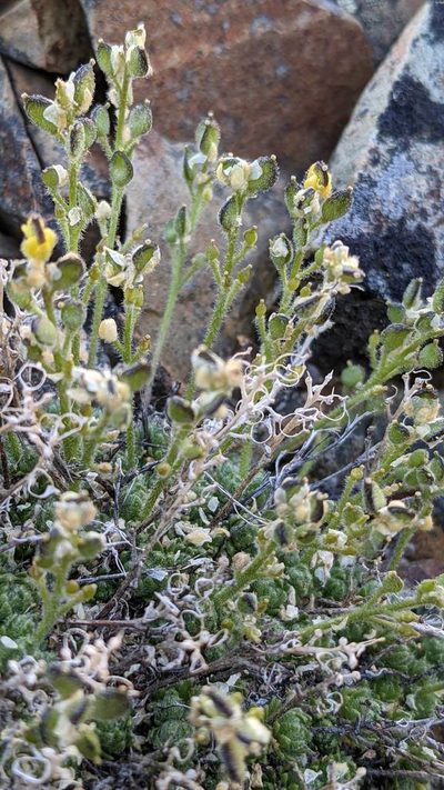 Draba novolympica, photographed by Trevor Van Loon