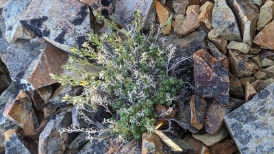 Draba novolympica, photographed by Trevor Van Loon