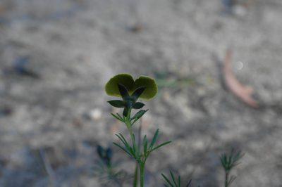 Gompholobium glabratum, photographed by Gary Williams