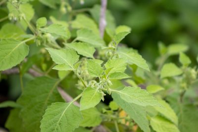 Solanum sarrachoides, photographed by Ian Wolfe