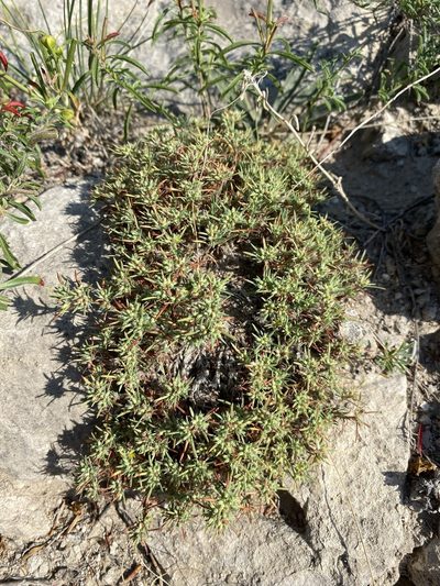 Paronychia depressa, photographed by Matt Berger