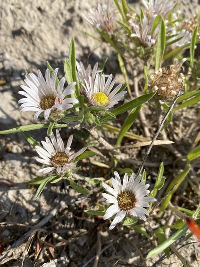 Townsendia grandiflora, photographed by Matt Berger