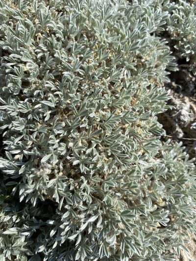 Astragalus sericoleucus, photographed by Matt Berger
