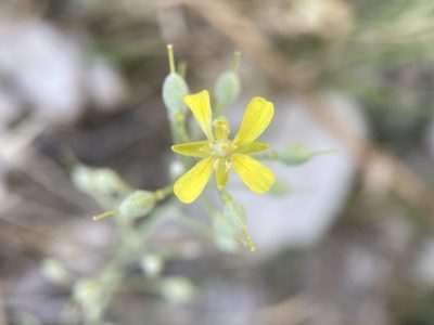 Physaria ludoviciana, photographed by Matt Berger