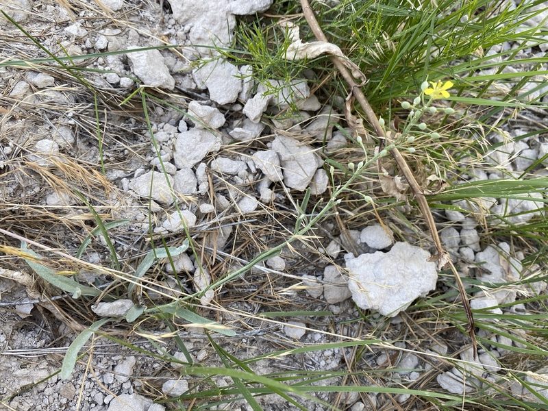 Physaria ludoviciana, photographed by Matt Berger