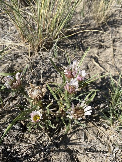 Townsendia grandiflora, photographed by Matt Berger