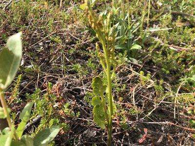 Botrychium alaskense, photographed by Jason Grant