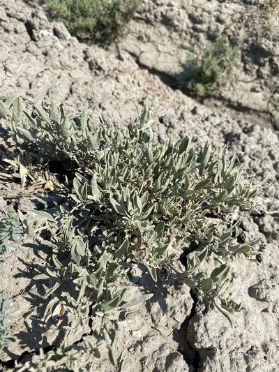Atriplex gardneri, photographed by Matt Berger