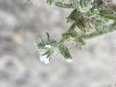 Cryptantha kelseyana, photographed by Matt Berger