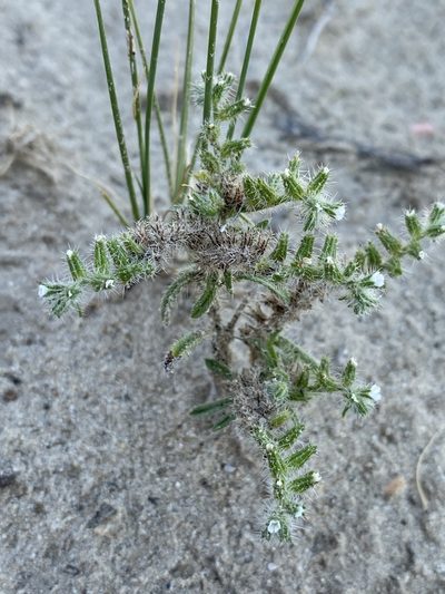 Cryptantha kelseyana, photographed by Matt Berger