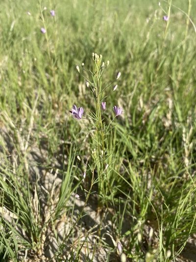 Cleomella multicaulis, photographed by Matt Berger