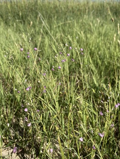 Cleomella multicaulis, photographed by Matt Berger