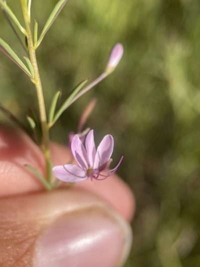 Cleomella multicaulis, photographed by Matt Berger