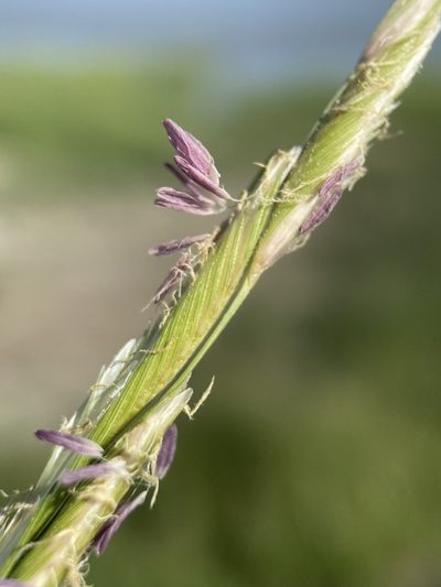 Sporobolus hookerianus, photographed by Matt Berger