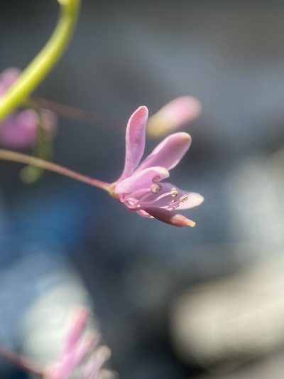 Cleomella multicaulis, photographed by Matt Berger