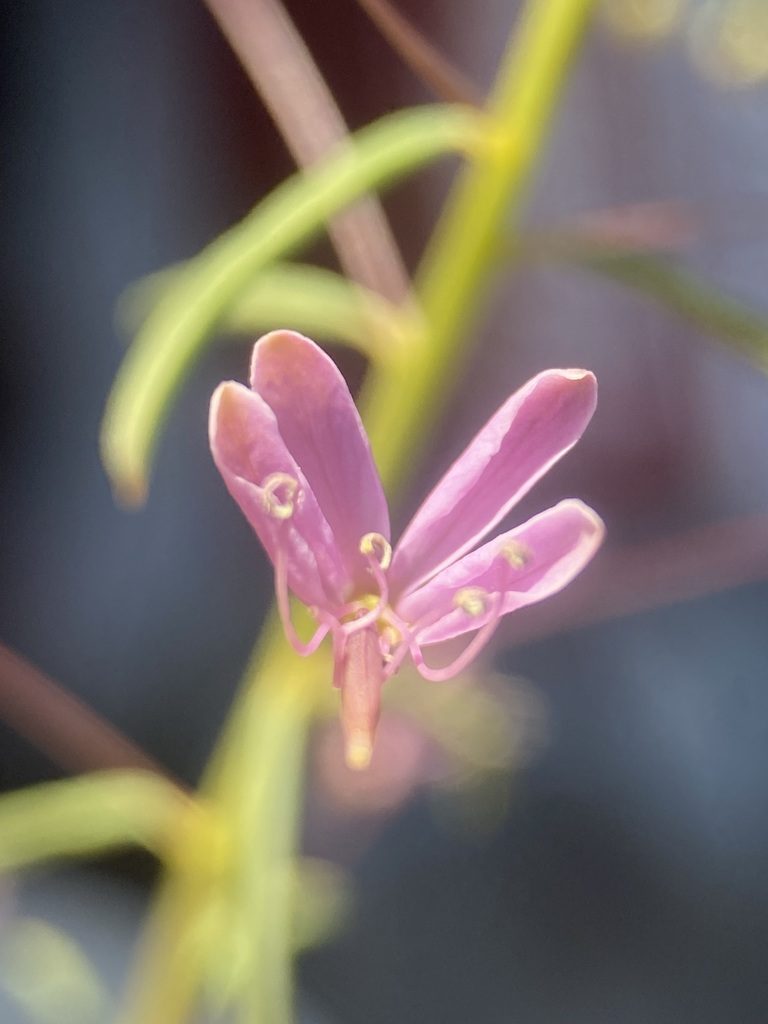 Cleomella multicaulis, photographed by Matt Berger