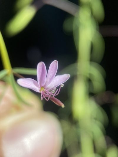 Cleomella multicaulis, photographed by Matt Berger