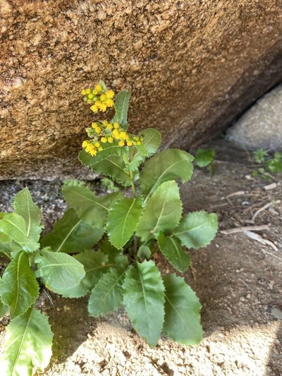 Senecio rapifolius, photographed by Matt Berger