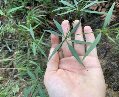Coreopsis major, photographed by natalie