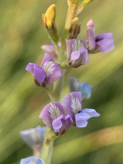 Oxytropis glabra, photographed by Matt Berger