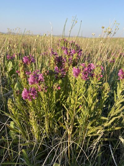 Pedicularis crenulata, photographed by Matt Berger