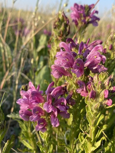 Pedicularis crenulata, photographed by Matt Berger