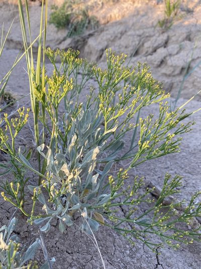 Eriogonum brevicaule, photographed by Matt Berger