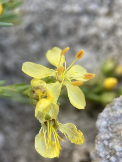 Linum kingii, photographed by Matt Berger