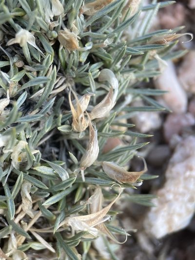 Astragalus simplicifolius, photographed by Matt Berger