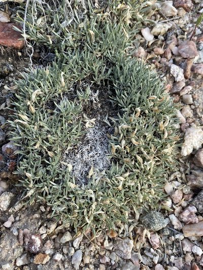 Astragalus simplicifolius, photographed by Matt Berger