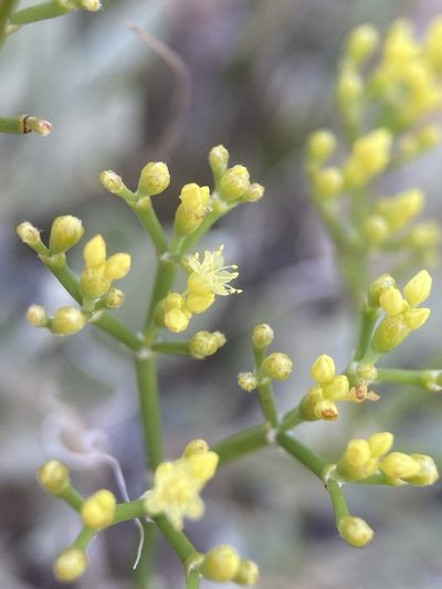 Eriogonum brevicaule, photographed by Matt Berger