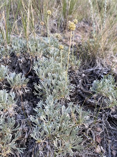 Artemisia capitata, photographed by Matt Berger