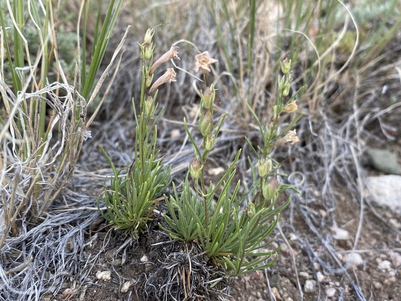 Penstemon laricifolius, photographed by Matt Berger