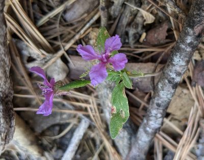 Clarkia rhomboidea, photographed by Zac Peterson
