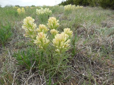 Castilleja citrina, photographed by Sam Kieschnick
