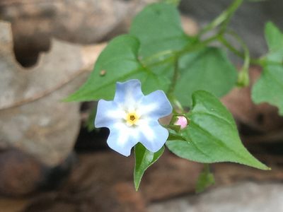 Mimophytum cardiophyllum, photographed by Rodolfo Salinas Villarreal