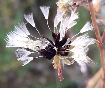 Lactuca virosa, photographed by Duncan Brooks