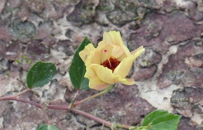 Cienfuegosia drummondii, photographed by Víctor Dávalos