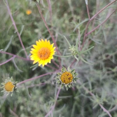 Viguiera linearis, photographed by Juan Carlos Fonseca Mata